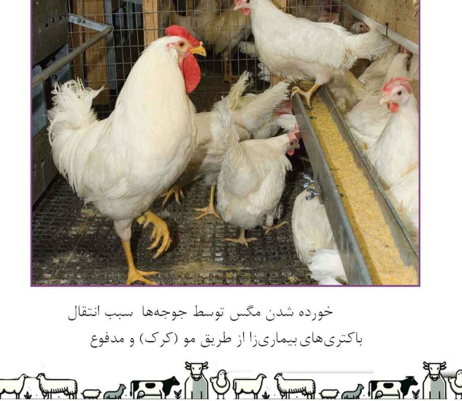 اهمیت ضدعفونی در مرغداری‌ها