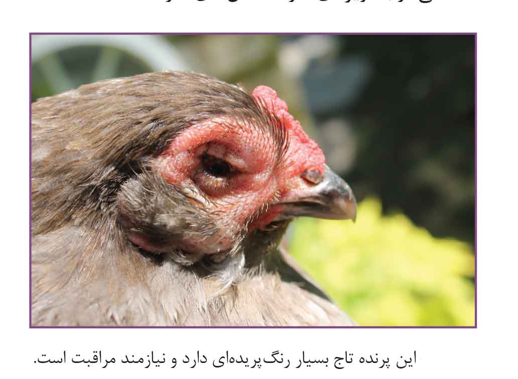 زمان‌بندی مناسب ضدعفونی سالن مرغداری