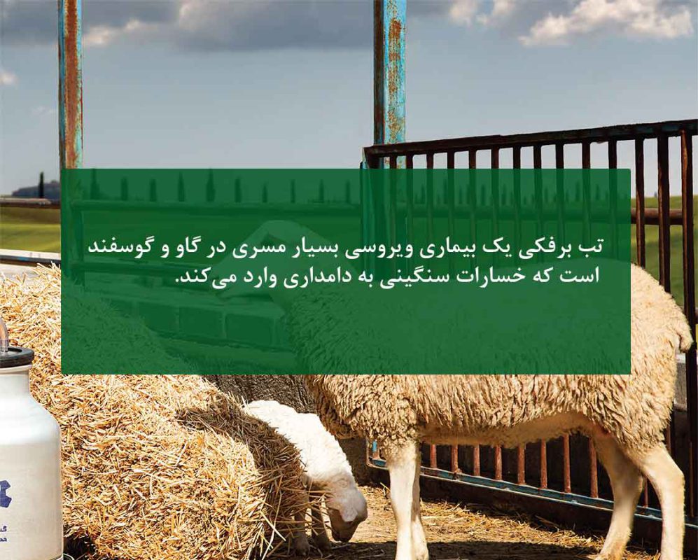 بیماری تب برفکی در گاو، گوسفند و انسان