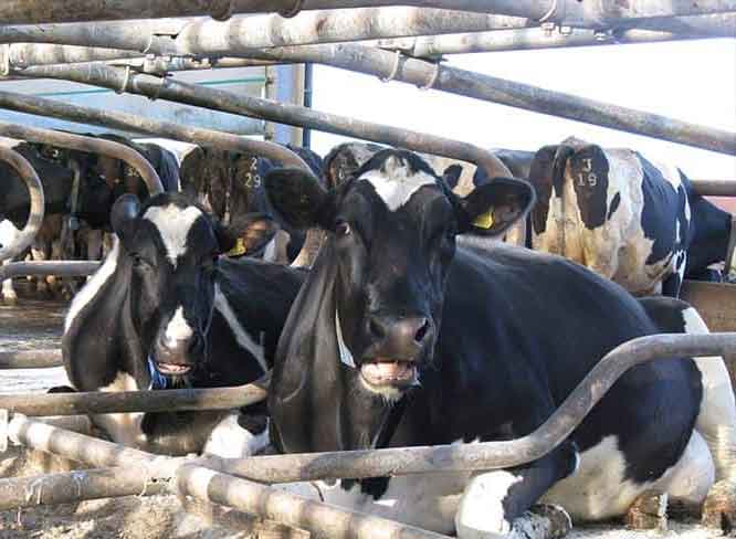 تب برفکی در گاو