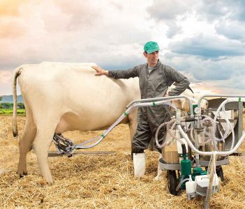 تب برفکی در گاو