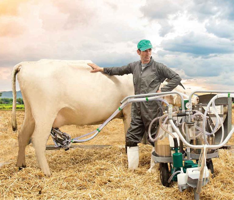 تب برفکی در گاو