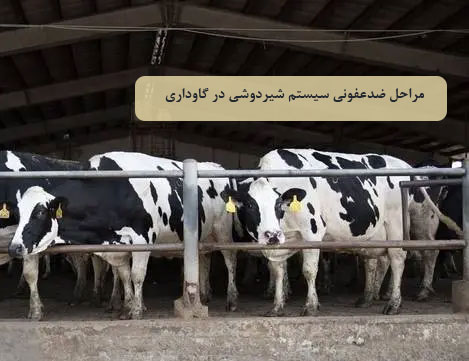 مراحل ضدعفونی سیستم شیردوشی در گاوداری