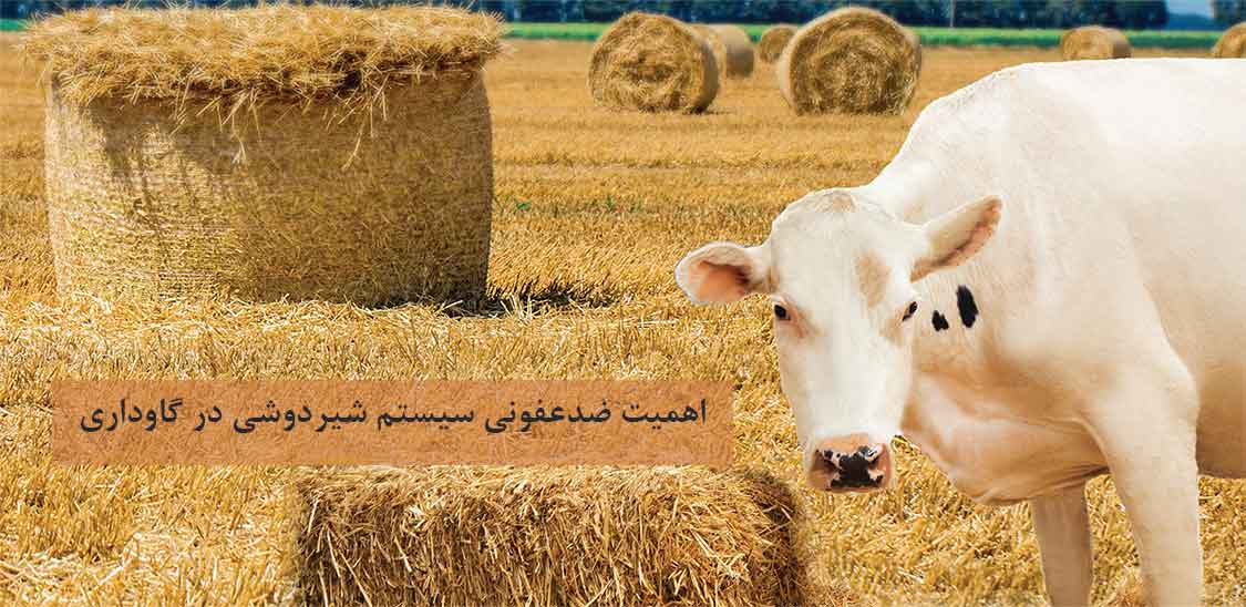 مراحل ضدعفونی سیستم شیردوشی در گاوداری 1 اهمیت ضدعفونی سیستم شیردوشی در گاوداری