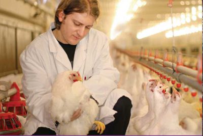 ضدعفونی سالن مرغداری