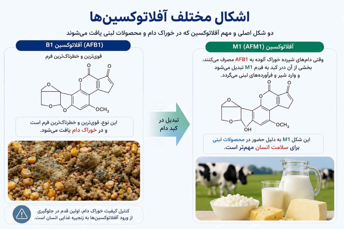 آفلاتوکسین در لبنیات چیست ؟ 1 اشکال مختلف آفلاتوکسینها
